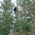 I saw this bear climbing a tree at a stop on the bus tour.