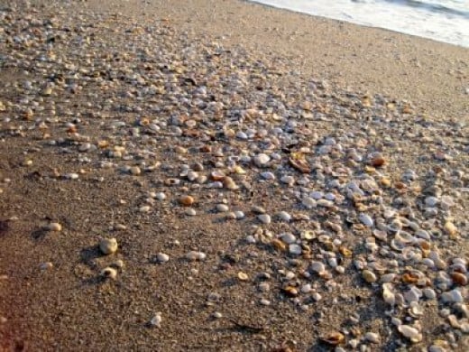 Shells on Jupiter Beach