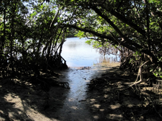 Path to Inland Waterway photo by mbgphoto