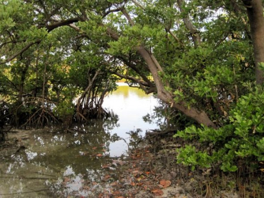 Mangrove Trees photo by mbgphoto