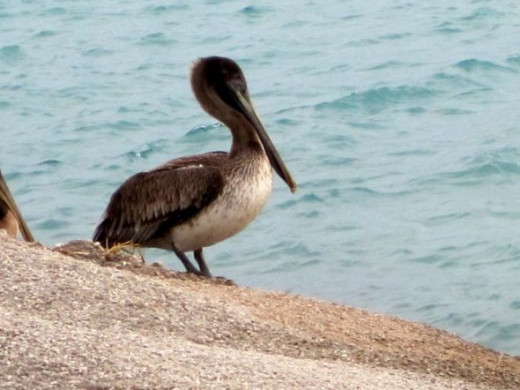 pelican photo by mbgphoto