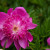 Peony Peony