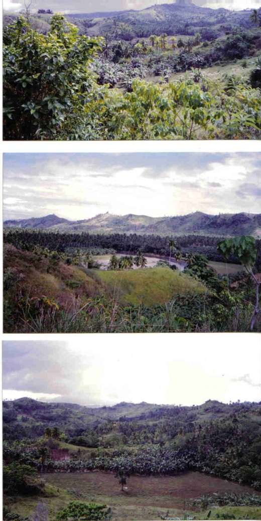 mountain view, coconut fields