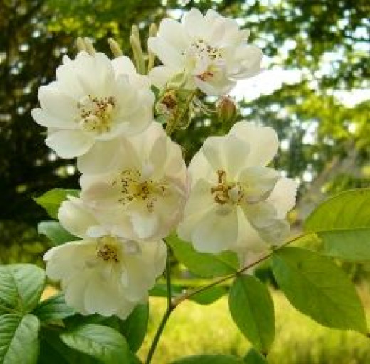 Climbing vs Rambling Roses Ramblers HubPages