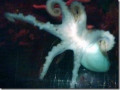 Henry The Hexapus: A Unique Cephalopod