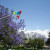 Flying my kite by jacaranda trees, May 2010.