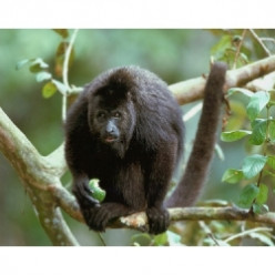 Facts About Howler Monkeys