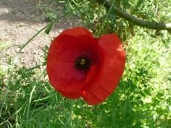 Self seeded poppies - image copyright of the author