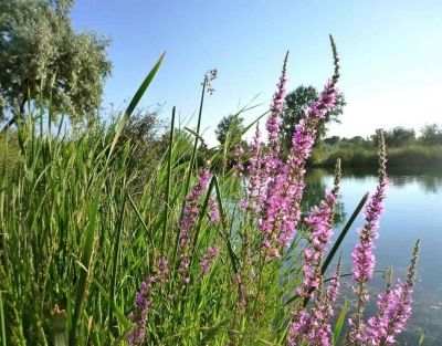 Purple Loosestrife
