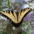 Butterfly Bush Butterfly Bush