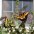 Butterfly Bush Butterfly Bush