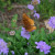 Scabiosa Scabiosa
