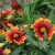 Gaillardia or Blanket Flower Gaillardia or Blanket Flower