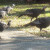 Our five fearless turkey friends! Our five fearless turkey friends!