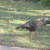 Foraging for food. Foraging for food.