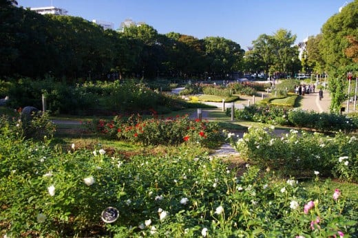 Rose garden at Utsubo Park, Osaka city, Japan