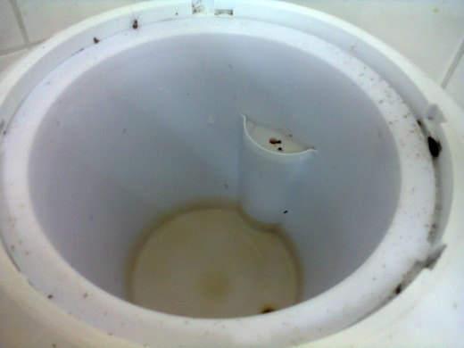 Cockroaches inside water dispenser
