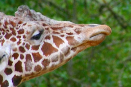 Giraffes nose