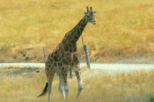 Giraffe Walking (c) by Linda Hoxie