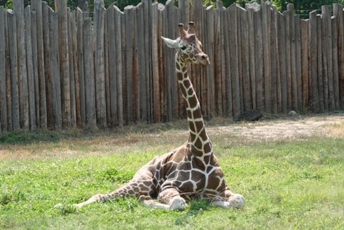 Baby Giraffe (c) by Linda Hoxie