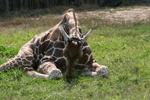 giraffe sleeping