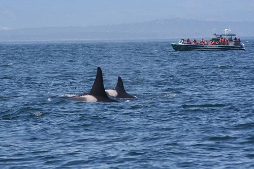 Two Orcas near a boat on the Puget Sound