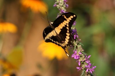 Giant Swallowtail attracted to: Butterfly Bush, Dianthus Family, Lantana, Swamp Milkweed , Sunflower, Salvia