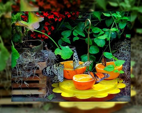 butterflies on oranges