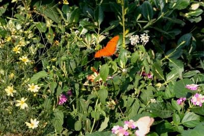 Julia Heliconian Butterfly that loves Lantana and Passion Flowers