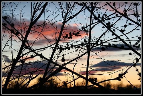 Sunset through the Branches on the Payette Greenbelt
