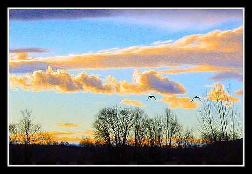Geese flying at sunset