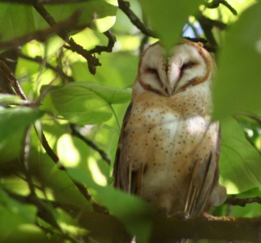 The Barn Owl in our tree in Payette