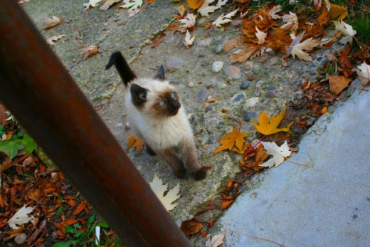 They Call me little blue eyes the kitten