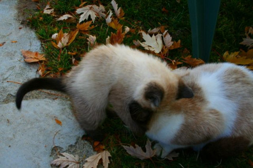 kitten jumping on his mom