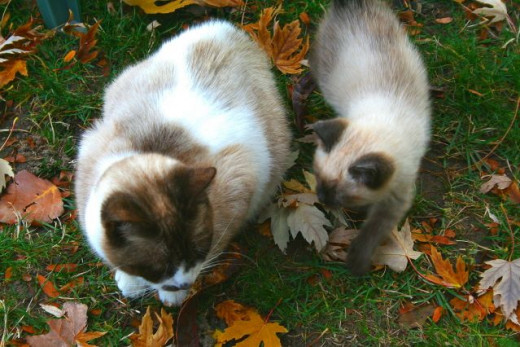 kitten sneaking up on his mom