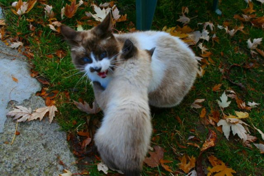 Mother siamese cat hissing at her kitten