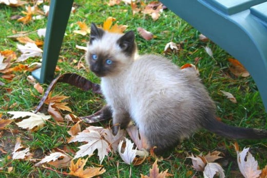 Siamese kitten with blue eyes