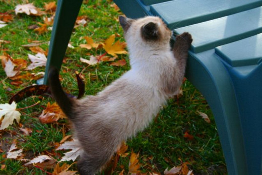 kitten trying to climb up a chair