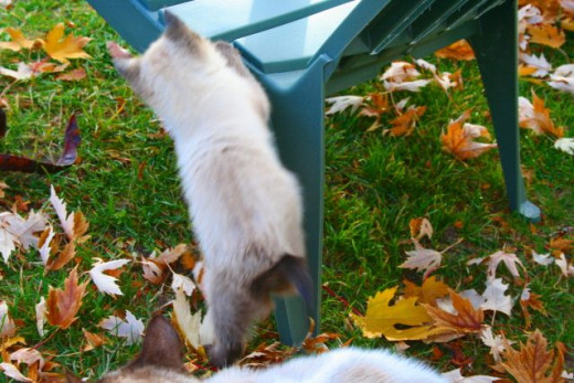 Siamese kitten in fall leaves