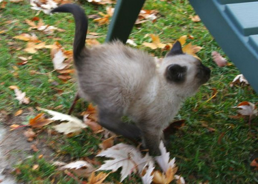 Siamese kitten jumping on a chair fall leaves
