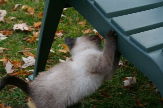 siamese kitten checking under the chair