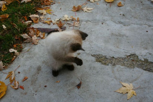 cute kitten standing up