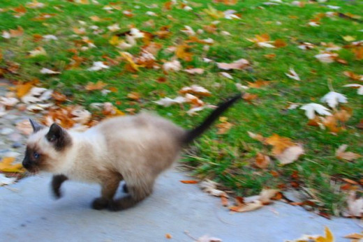 kitten running