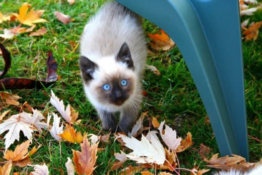 Beautiful blue eyed siamese kitten looking up