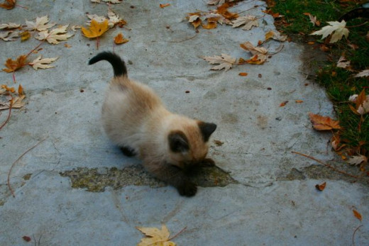 kitten attacking a crack in the sidewalk