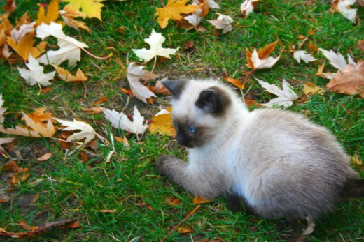 Sleepy kitten