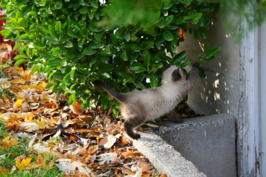 ornery kitten
