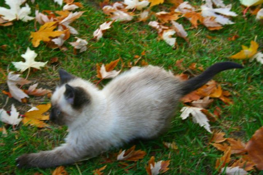 kitten in fall leaves