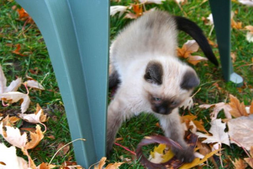 kitten attacking leaves in the fall