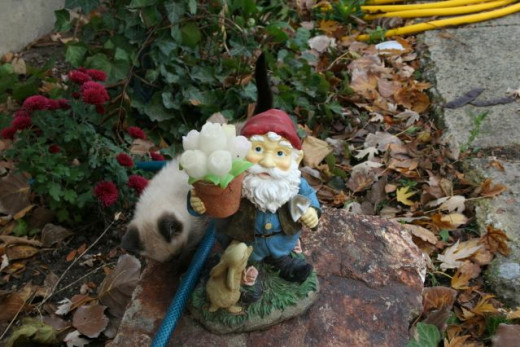 the kitten and the garden knome